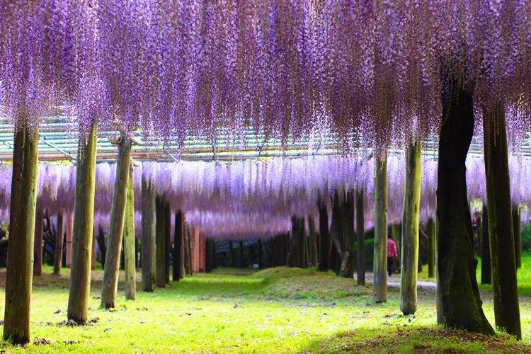 Глициния - фото