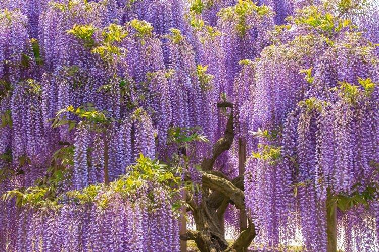 Глициния - фото