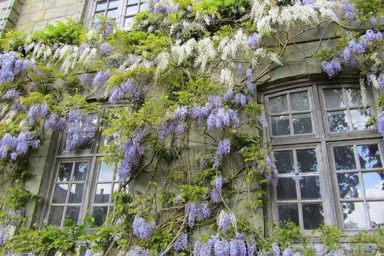 Глициния - фото