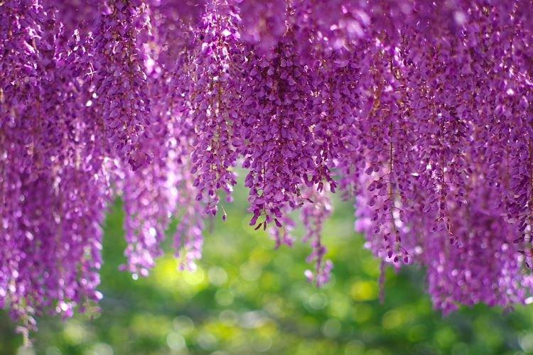 Глициния - фото