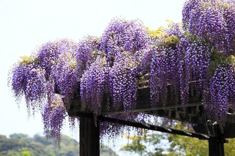 Глициния - фото