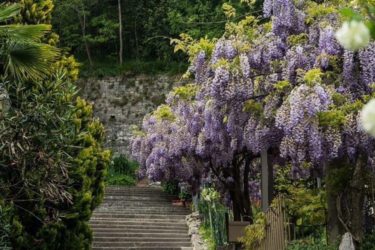 Глициния - фото