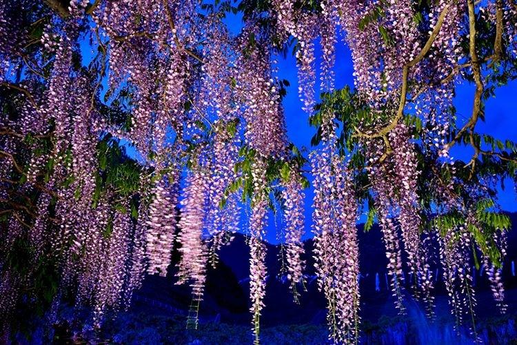 Глициния - фото