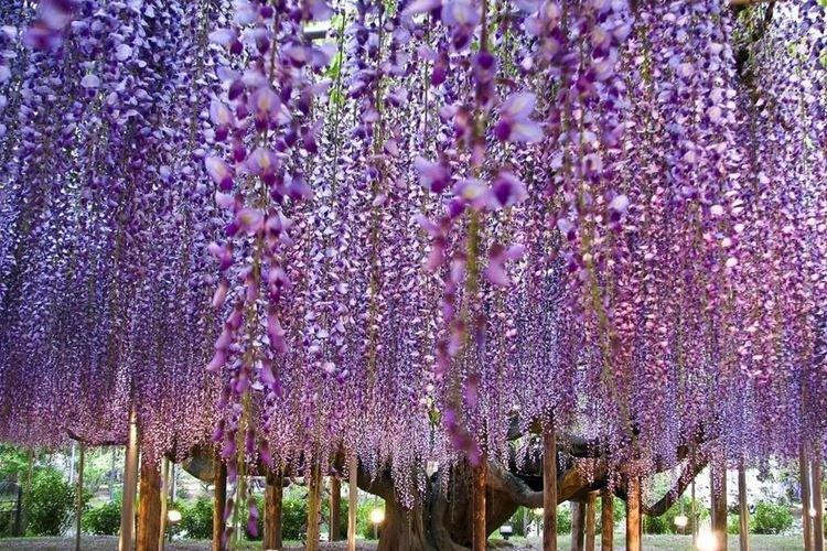 Глициния - фото