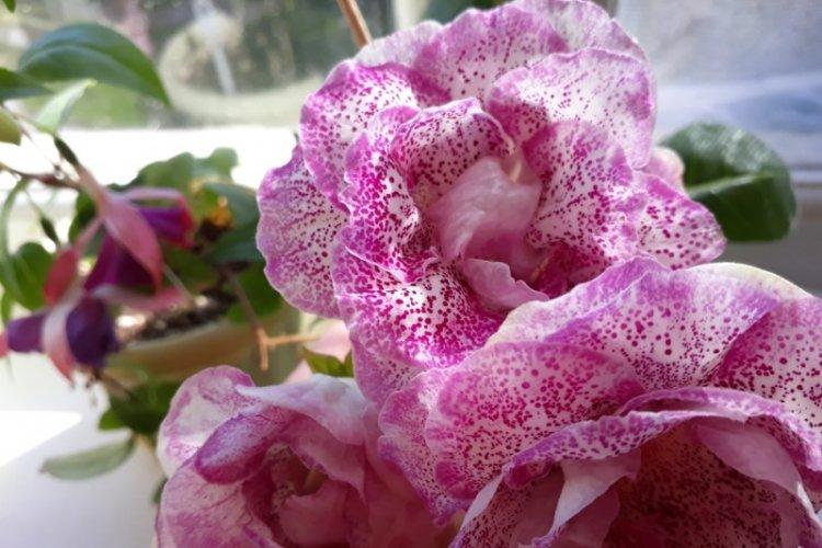 Температура - Уход за глоксинией