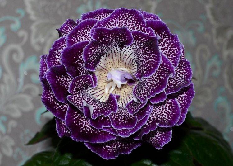 Глоксиния - фото