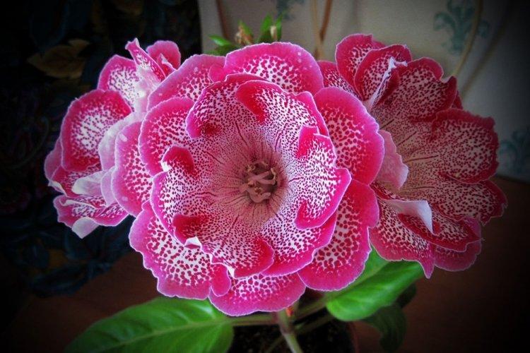 Глоксиния - фото