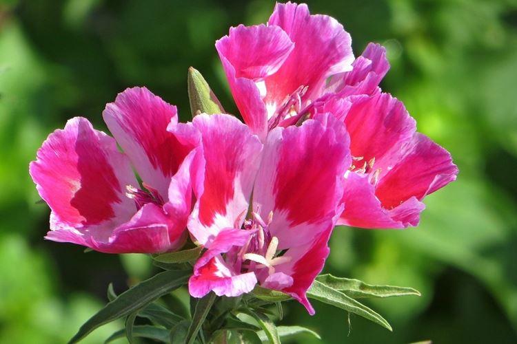 Годеция (60 фото): виды и правильный уход