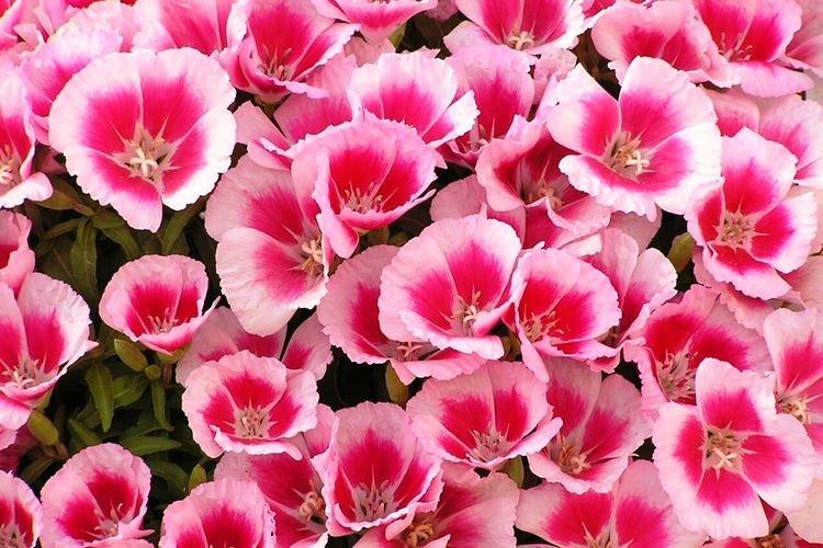 Общая информация - Годеция