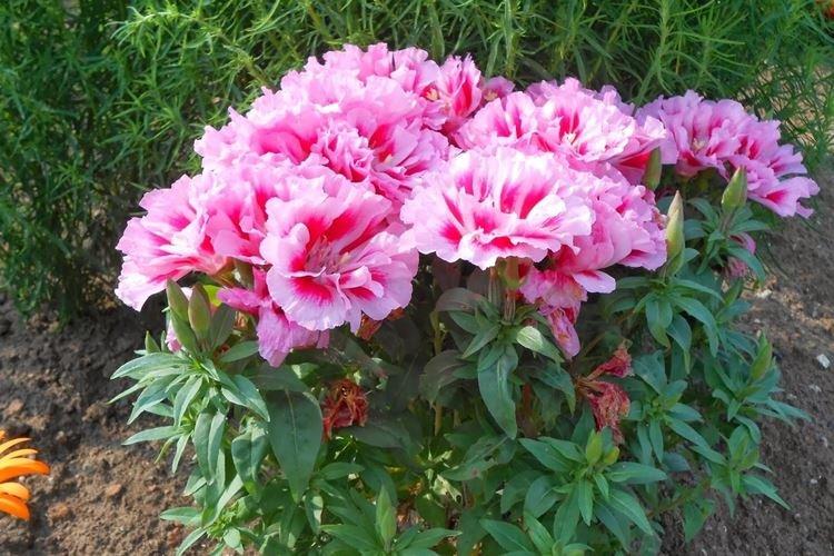 Температура и освещение - Уход за годецией