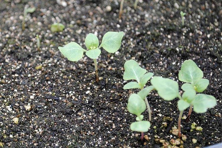 Полив - Уход за годецией