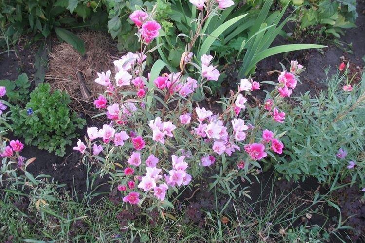 Удобрения и подкормка - Уход за годецией