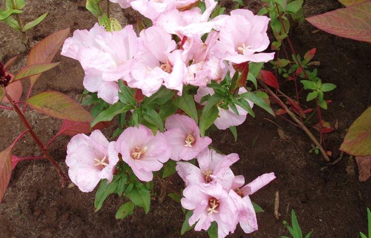 Обрезка - Уход за годецией