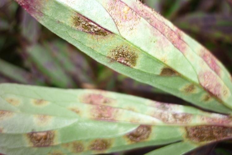 Борьба с вредителями и болезнями - Годеция