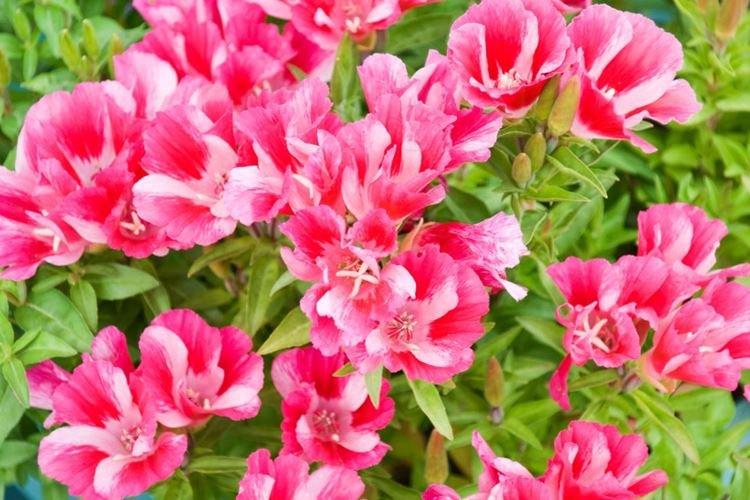 Годеция - фото