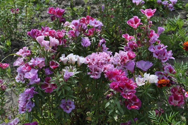 Годеция - фото