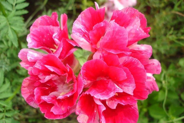 Годеция - фото