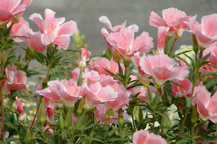 Годеция - фото