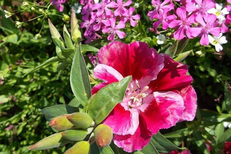 Годеция - фото