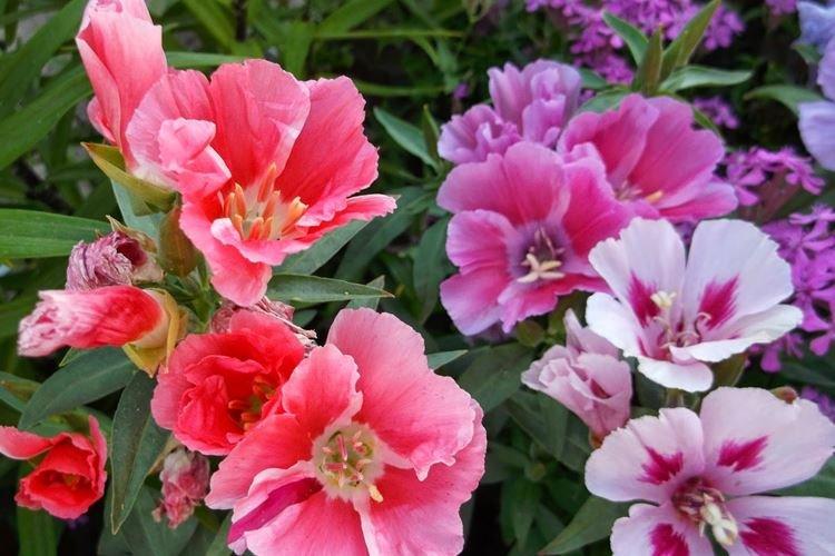 Годеция - фото