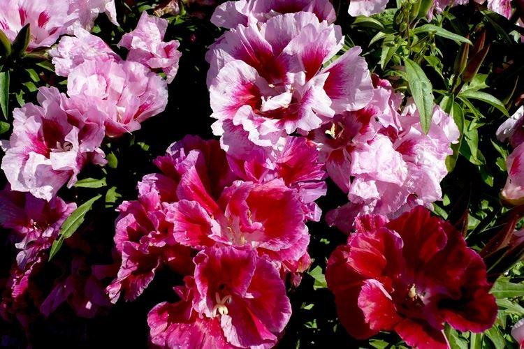 Годеция - фото