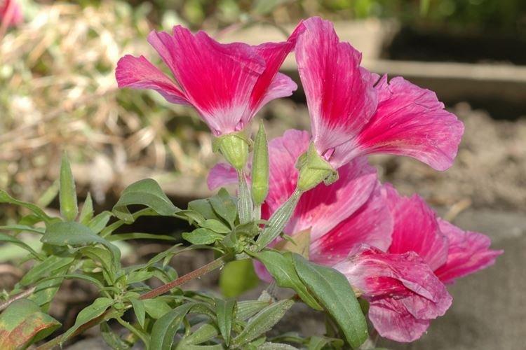 Годеция - фото