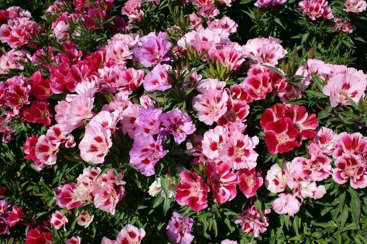 Годеция - фото