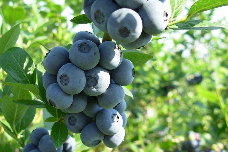 Подкормка - Уход за голубикой Блюкроп