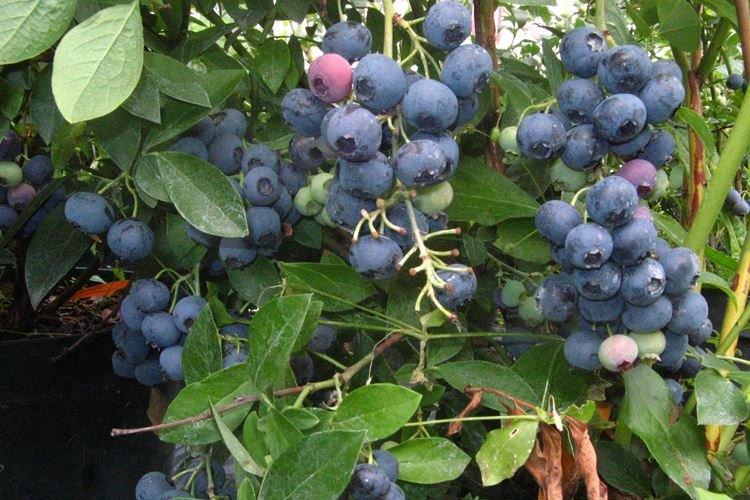 Размножение - Уход за голубикой Блюкроп