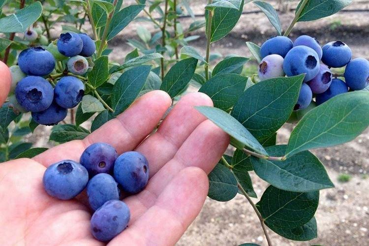 Сбор урожая - Уход за голубикой Блюкроп