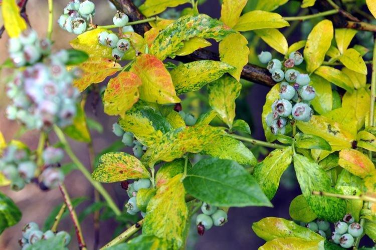 Болезни и вредители - Голубика Блюкроп