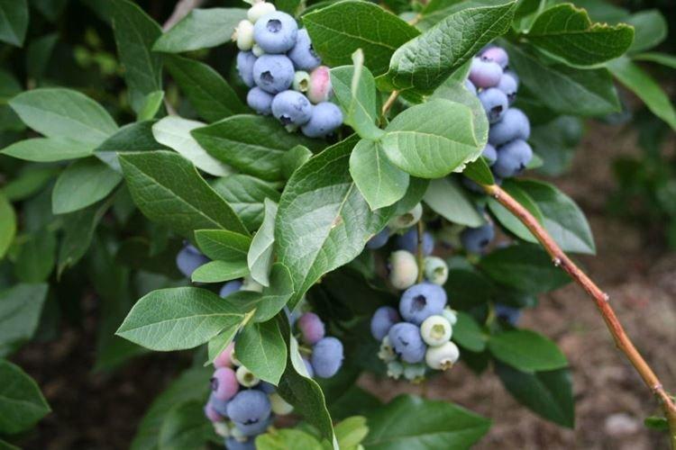 Сбор урожая - Уход за голубикой Патриот