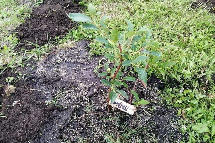 Посадка голубики Патриот