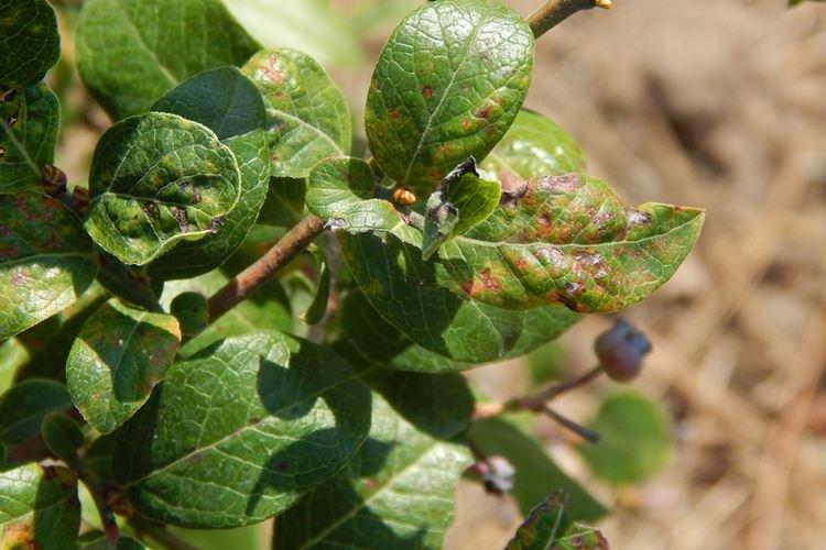 Борьба с вредителями и болезнями - Голубика Патриот