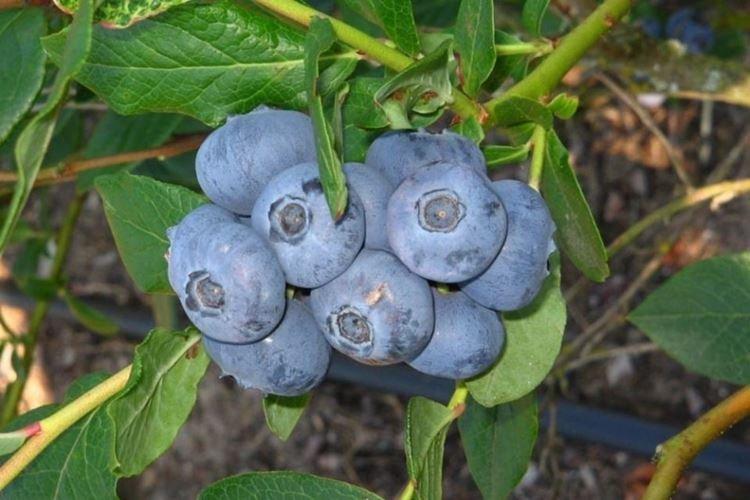 Патриот - Сорта голубики