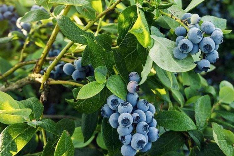 Блюкроп - Сорта голубики