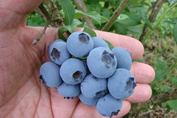 Норткантри - Сорта голубики