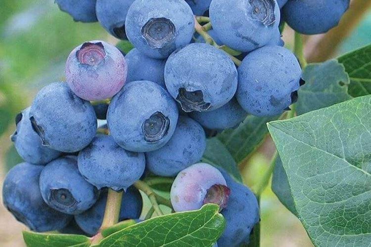 Эрлиблю - Сорта голубики