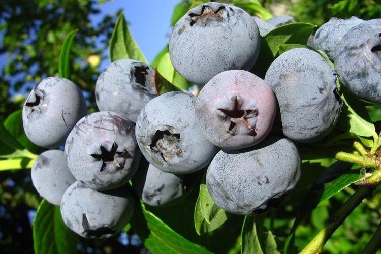 Бонус - Сорта голубики