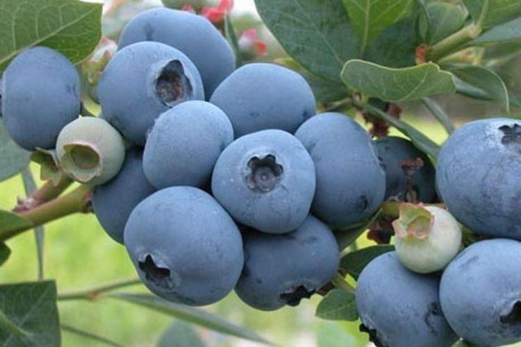 Шантеклер - Сорта голубики