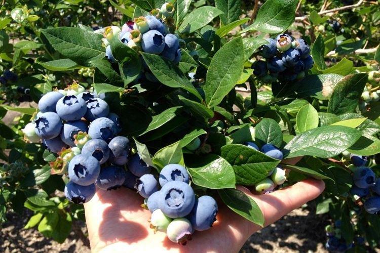 Спартан - Сорта голубики