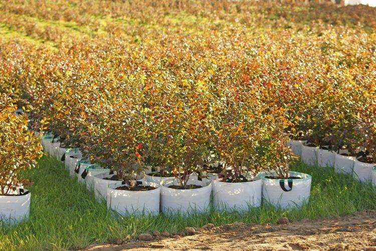 Посадка голубики