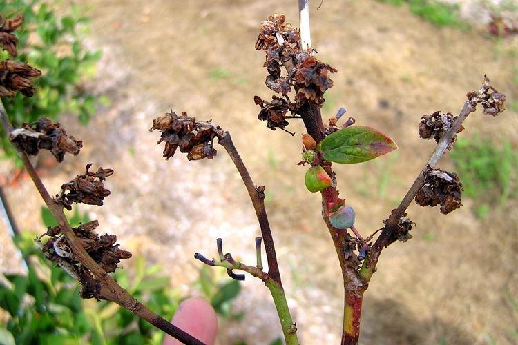 Болезни и вредители голубики - как бороться