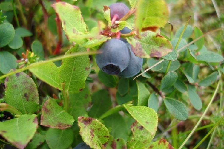 Болезни и вредители голубики - как бороться