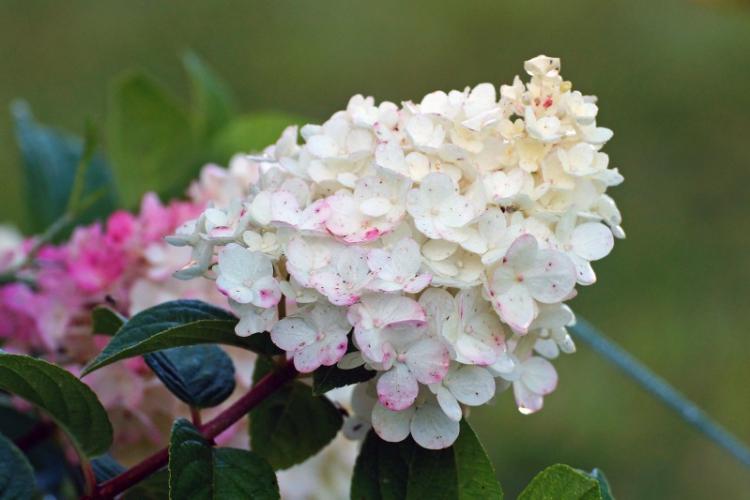 История распространения - Гортензия