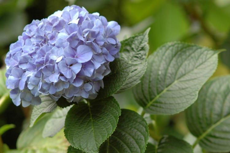 Крупнолистная гортензия - Виды гортензии