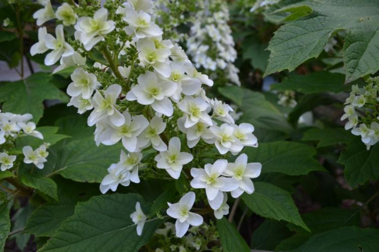 Дуболистная гортензия - Виды гортензии
