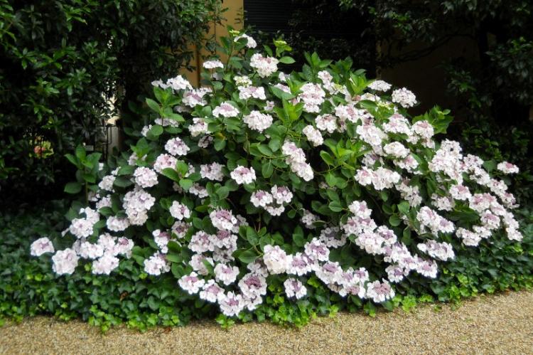 Почвопокровная гортензия - Виды гортензии