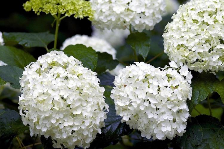 Полив - Уход за гортензией