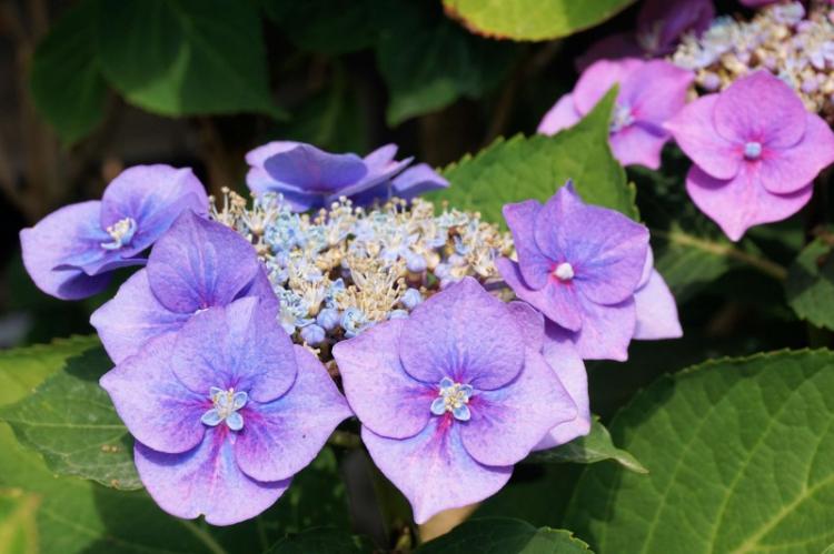 Удобрения и подкормка - Уход за гортензией